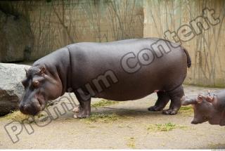 Hippo 0002